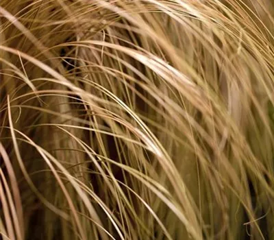 Carex comans 'Milk Chocolate'