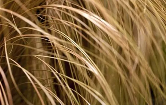 Carex comans 'Milk Chocolate'