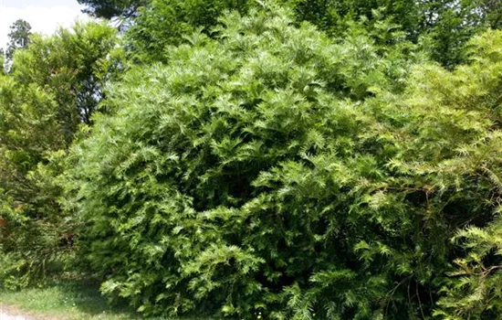 Cephalotaxus fortunei 'Prostrate Spreader'