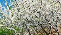 Vanilla Twist Weeping Redbud PP22744