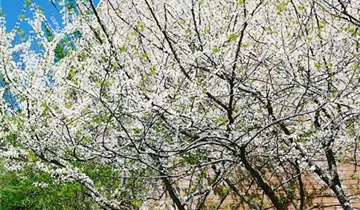 Vanilla Twist Weeping Redbud PP22744