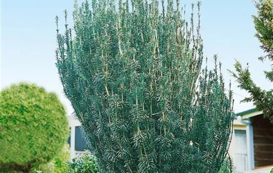 Cephalotaxus harringtonii 'Duke Gardens'