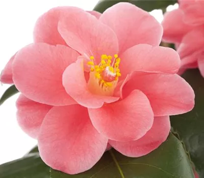 Camellia japonica 'rosa'