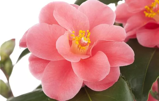 Camellia japonica 'rosa'