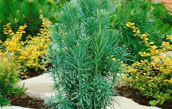 Cephalotaxus harringtonii 'Fastigiata'
