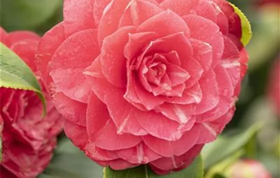 Camellia japonica, rot