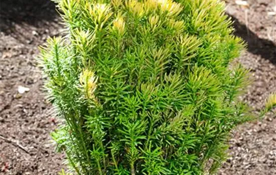Cephalotaxus harringtonii 'Korean Gold'