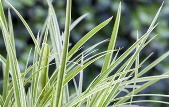 Carex morrowii Goldband