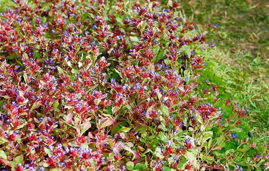 Ceratostigma plumbaginoides