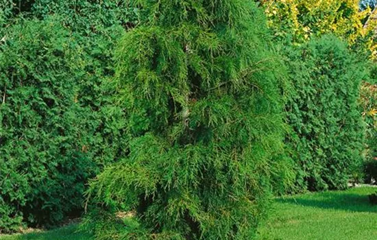 Chamaecyparis pisifera 'Gold Spangle'