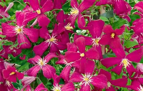 Clematis viticella 'Mme. Julia Correvon'