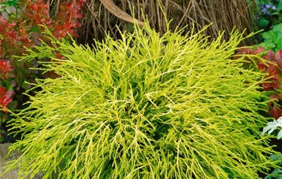 Chamaecyparis pisifera 'Golden Mop'