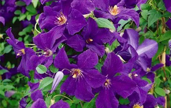 Clematis viticella 'Polish Spirit'