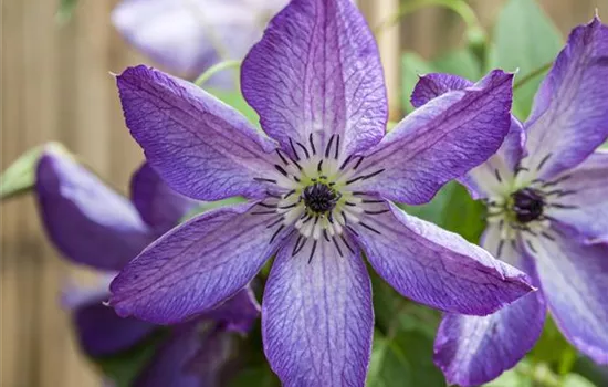 Clematis viticella 'Venosa Violacea'