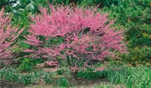 Lavander Twist ® Redbud