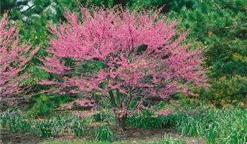 Lavander Twist ® Redbud