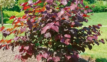 Lavander Twist ® Redbud