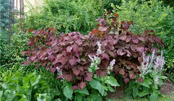 Lavander Twist ® Redbud