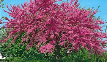 Lavander Twist ® Redbud