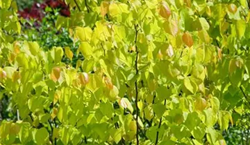 Lavander Twist ® Redbud