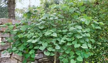 Lavander Twist ® Redbud