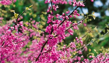 Lavander Twist ® Redbud
