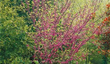 Lavander Twist ® Redbud