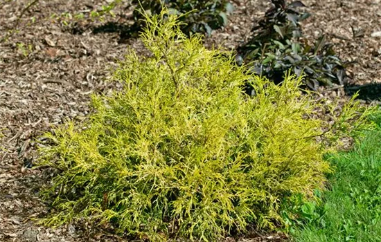 Chamaecyparis pisifera 'Lemon Thread'