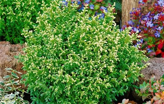 Chamaecyparis pisifera 'Plumosa Compressa'