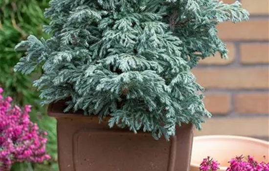 Chamaecyparis pisifera 'Sascha'