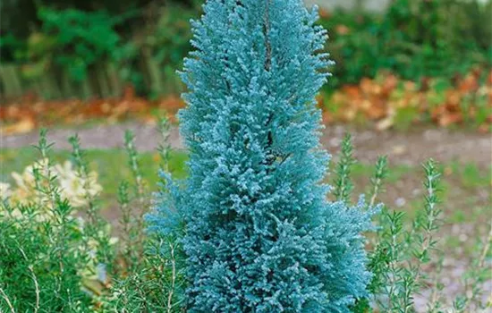 Chamaecyparis lawsoniana Blue Surprise