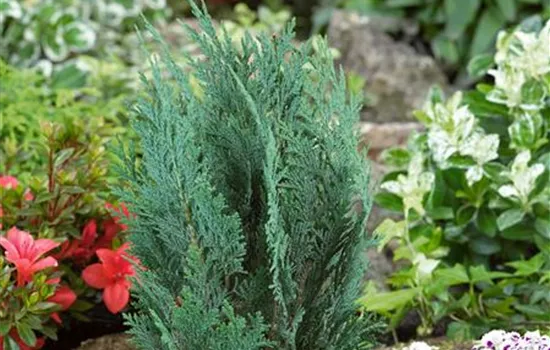 Chamaecyparis lawsoniana 'Columnaris'