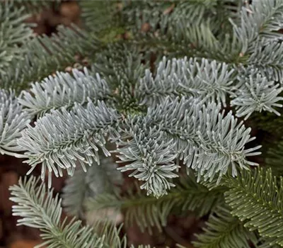 Abies procera Glauca