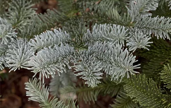 Abies procera Glauca