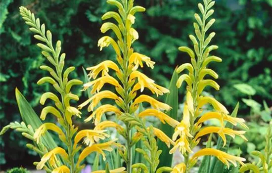 Chasmanthe floribunda 'Golden Wave'