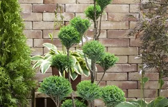 Chamaecyparis lawsoniana 'Ellwoodii', Pompon grün, Stamm