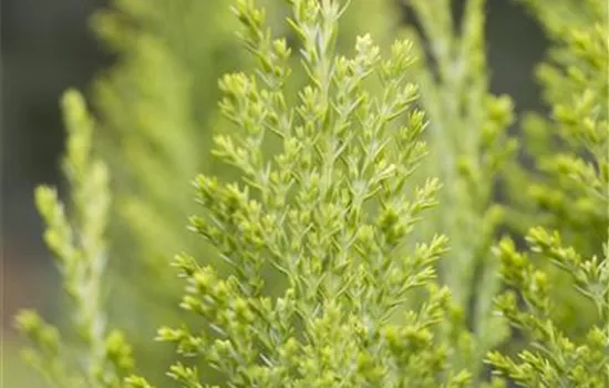 Chamaecyparis lawsoniana 'Ellwood's Empire'