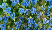Knollige Tagblüte