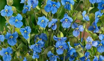 Knollige Tagblüte