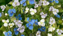 Knollige Tagblüte