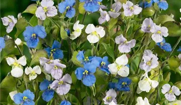 Knollige Tagblüte