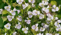Knollige Tagblüte