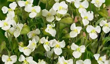 Knollige Tagblüte