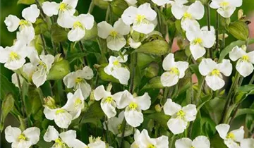 Knollige Tagblüte