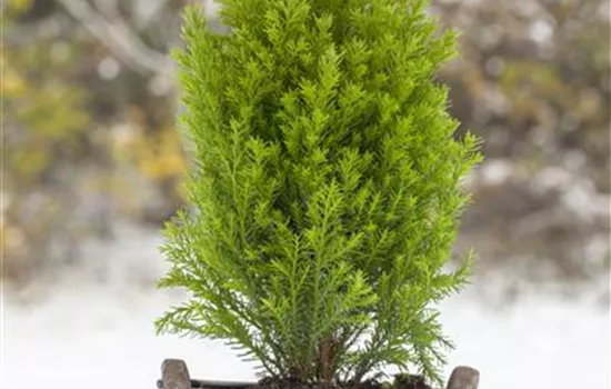 Chamaecyparis lawsoniana 'Ellwood's Gold'