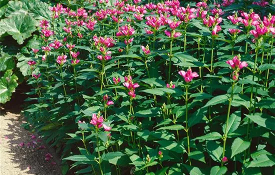 Chelone lyonii 'Hot Lips'