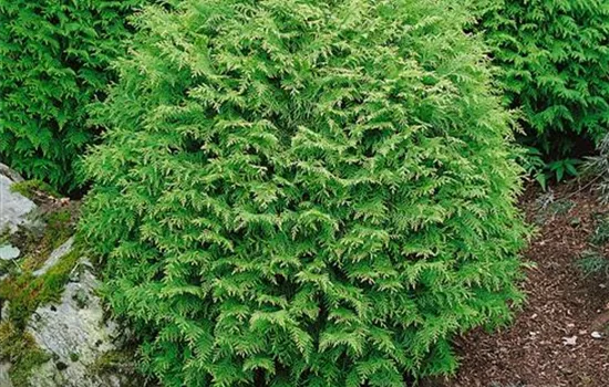 Chamaecyparis lawsoniana 'Globosa'