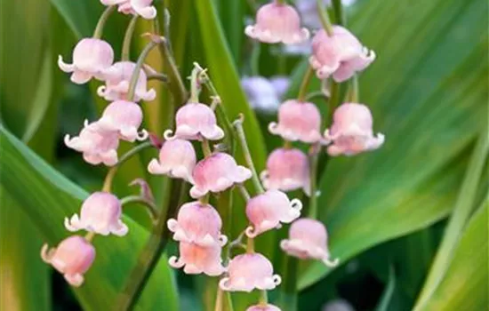 Convallaria majalis 'Rosea'