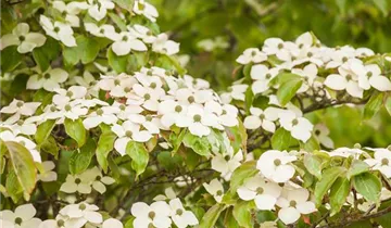 Snow Tower Dogwood