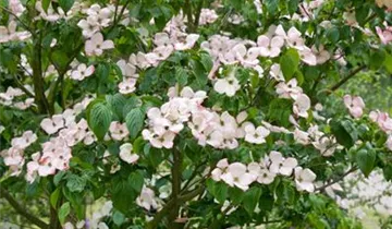 Snow Tower Dogwood